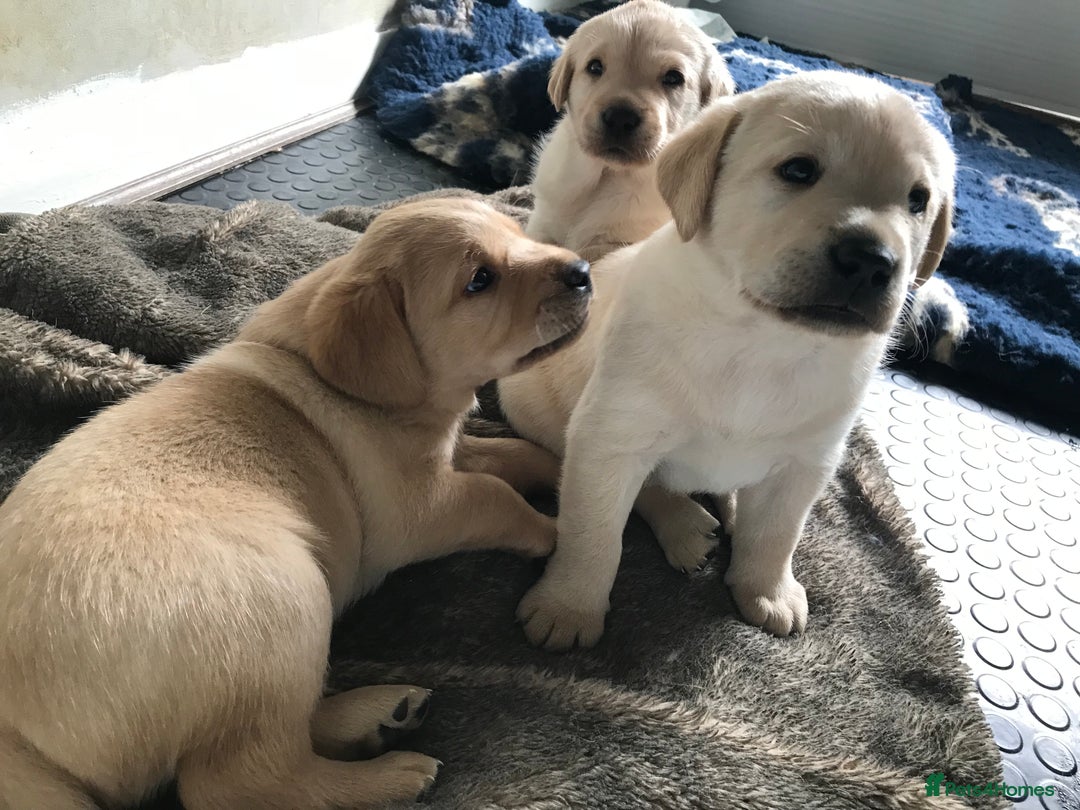 Labrador Retriever dogs for sale: Chunky KC Registered Labrador puppies - Image 13