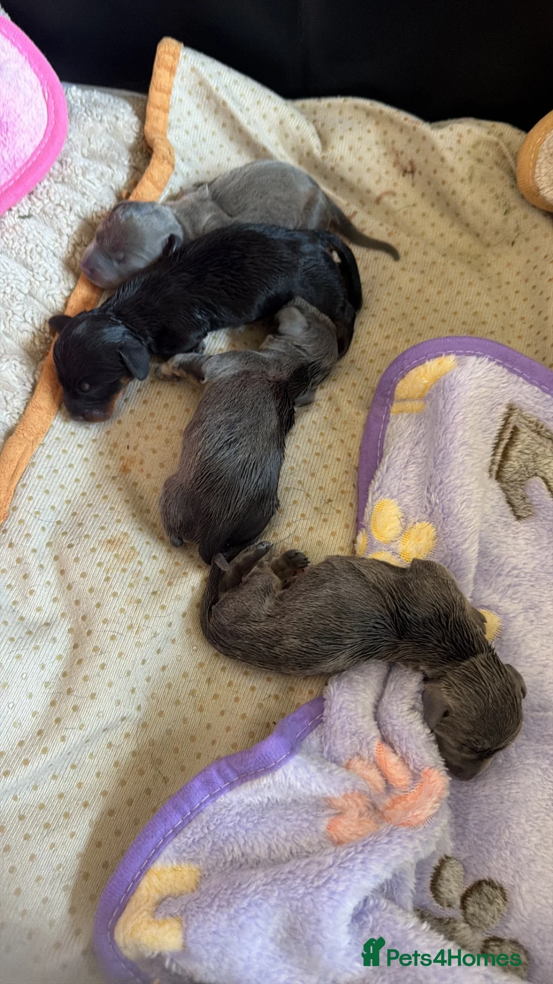 Miniature Dachshund dogs for sale: 4 miniature daschund puppies - Advert 2