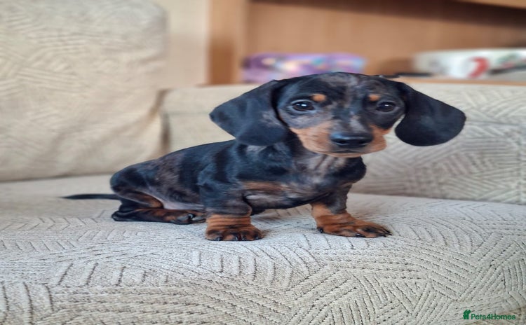 Miniature Dachshund dogs - Advert 1