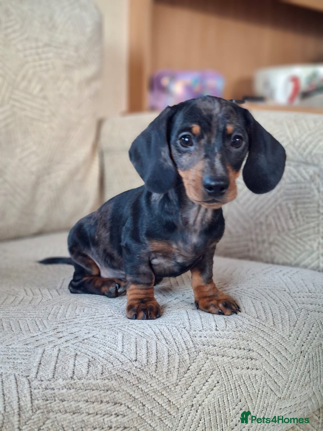 Miniature Dachshund dogs for sale: 2 gorgeous boys looking for their forever home - Image 1