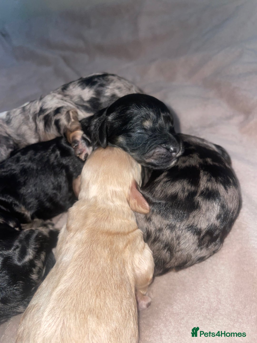 Cavapoo dogs for sale: Unique toy cavapoos 🐾   - Image 6