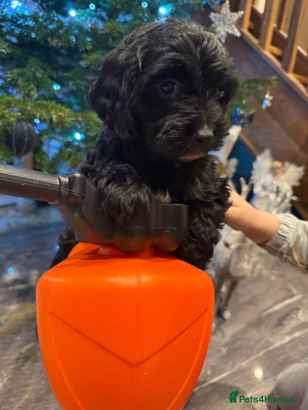 Cockapoo dogs for sale: Beautiful Cockapoo miniature (toy) black, tuxedo - Advert 10
