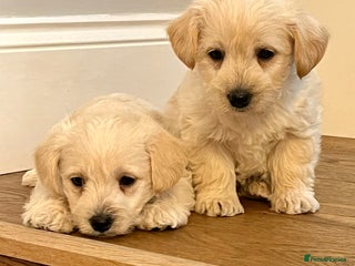 West Highland Terrier dogs Adorable westiepoo puppy - Advert 1