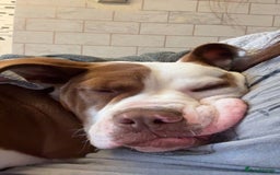 Mixed Breed dogs for sale: Reggie - Image 6