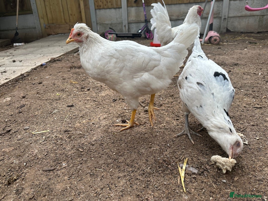 Chickens poultry for sale: 🚜 Small Flock Starter Pack-Up to 600 Eggs a Year! - Image 2