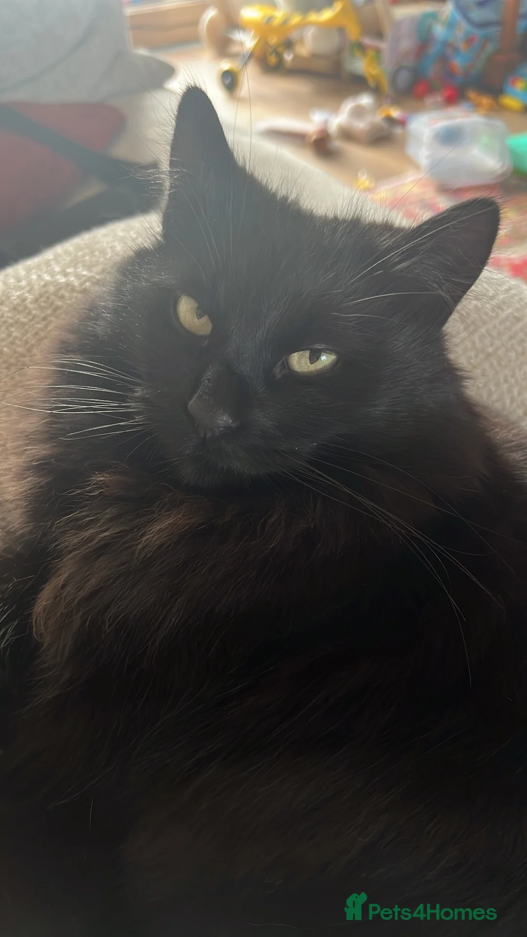 British Longhair cats for sale: Male cat for sale - Advert 2