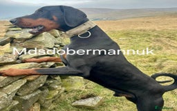 Dobermann dogs for sale: ⭐️⭐️⭐️⭐️⭐️x1Top bloodline.Dobermann puppy - Image 10
