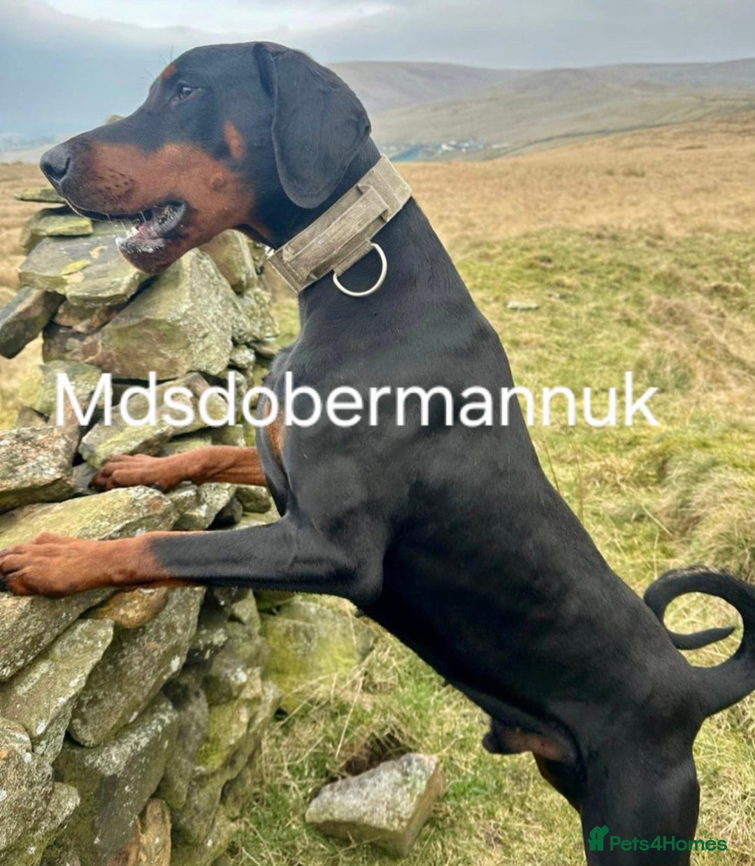 Dobermann dogs for sale: ⭐️⭐️⭐️⭐️⭐️x1Top bloodline.Dobermann puppy - Image 10