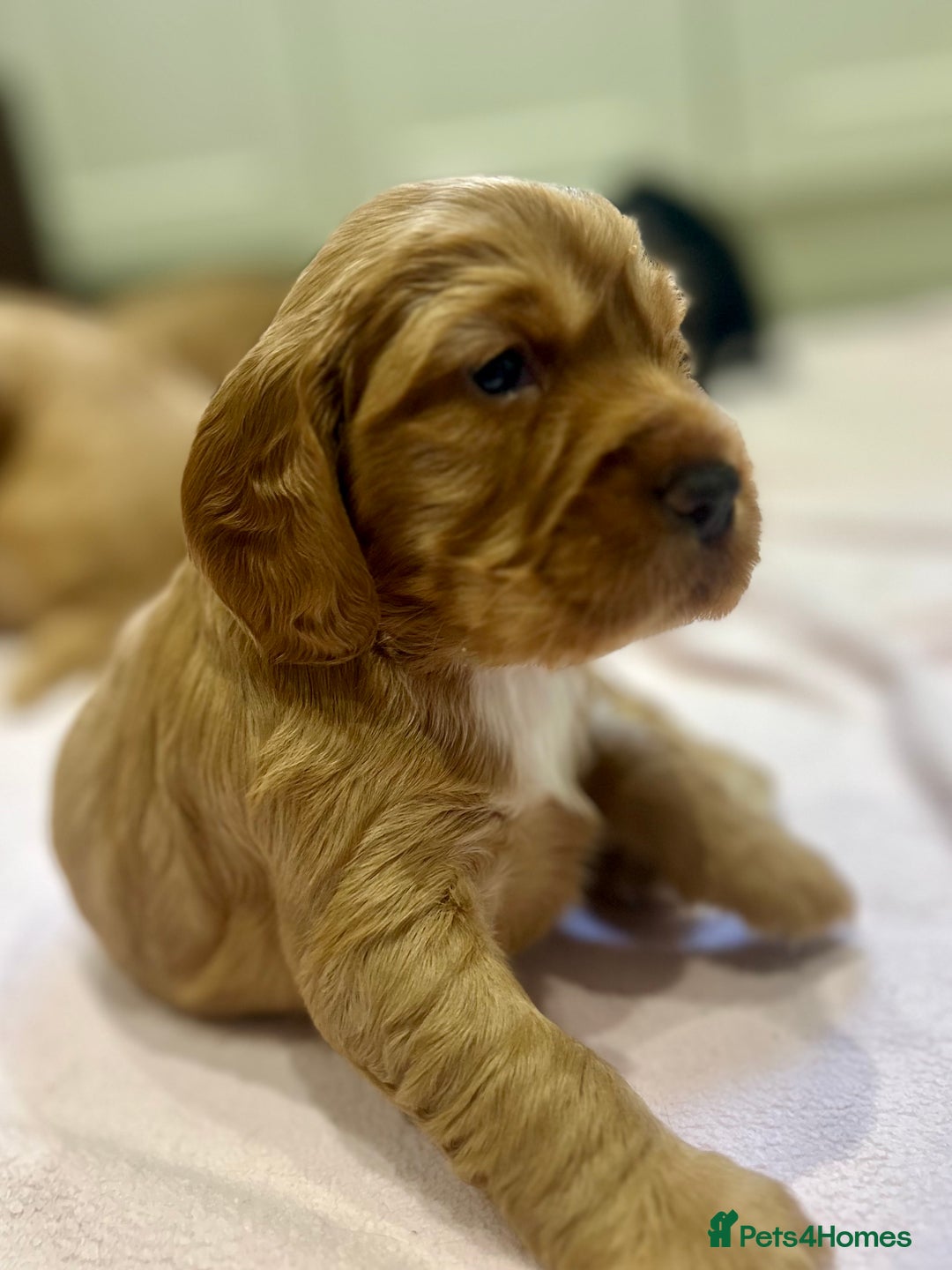 Cocker Spaniel dogs for sale: Exceptional KC Reg Working Cocker Spaniel Puppies - Image 9