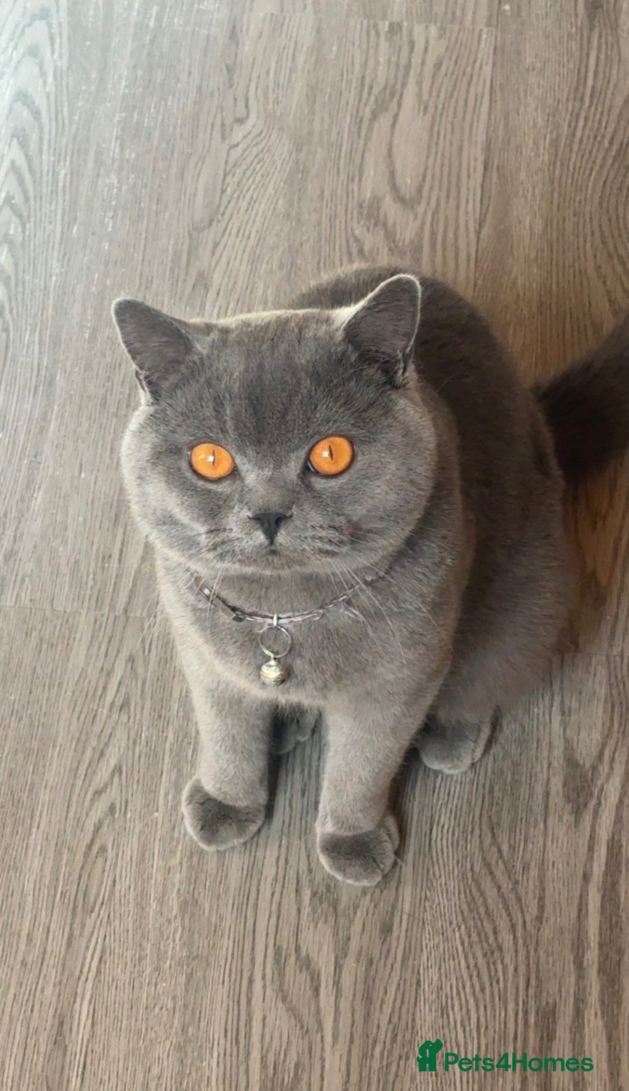 British Shorthair cats Male British Shorthair for sale - Advert 8