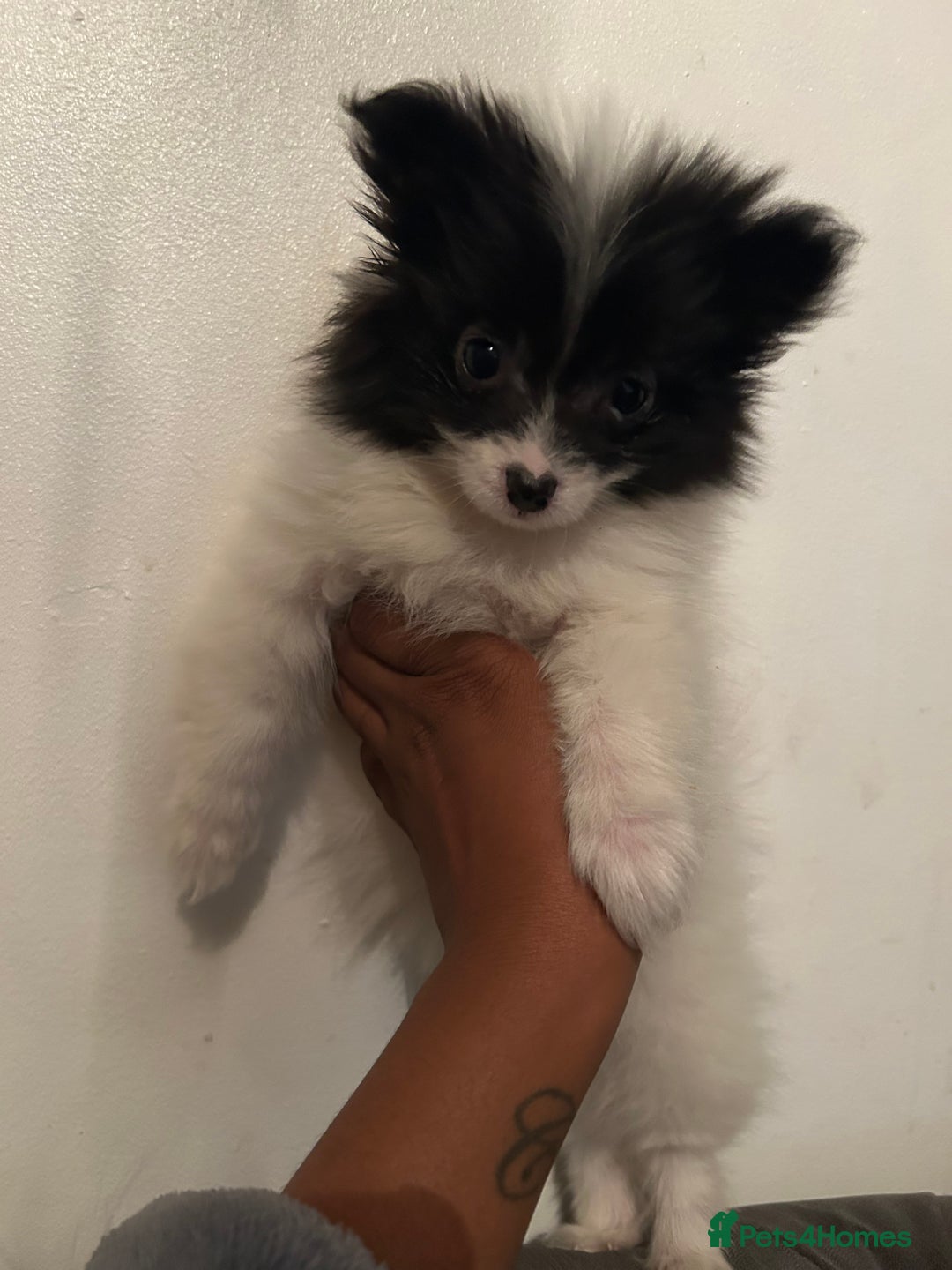 Pomeranian dogs for sale: 6 beautiful Pomeranian puppies  - Image 7