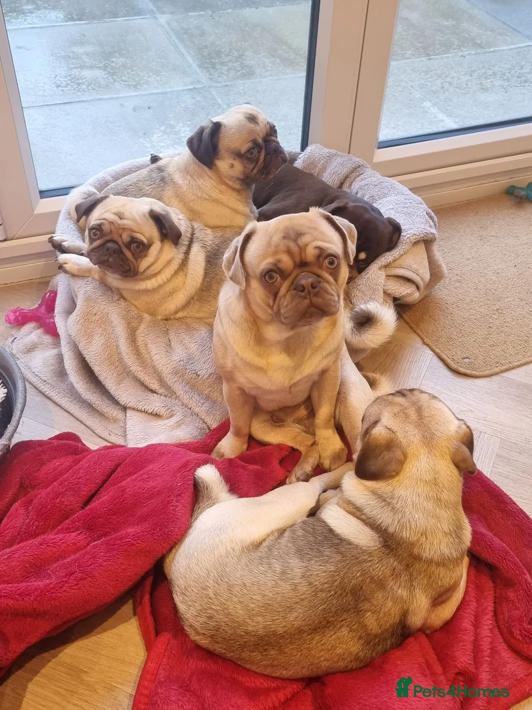 Pug dogs for stud: KC Lilac fawn pug for stud in Cockermouth - Advert 9