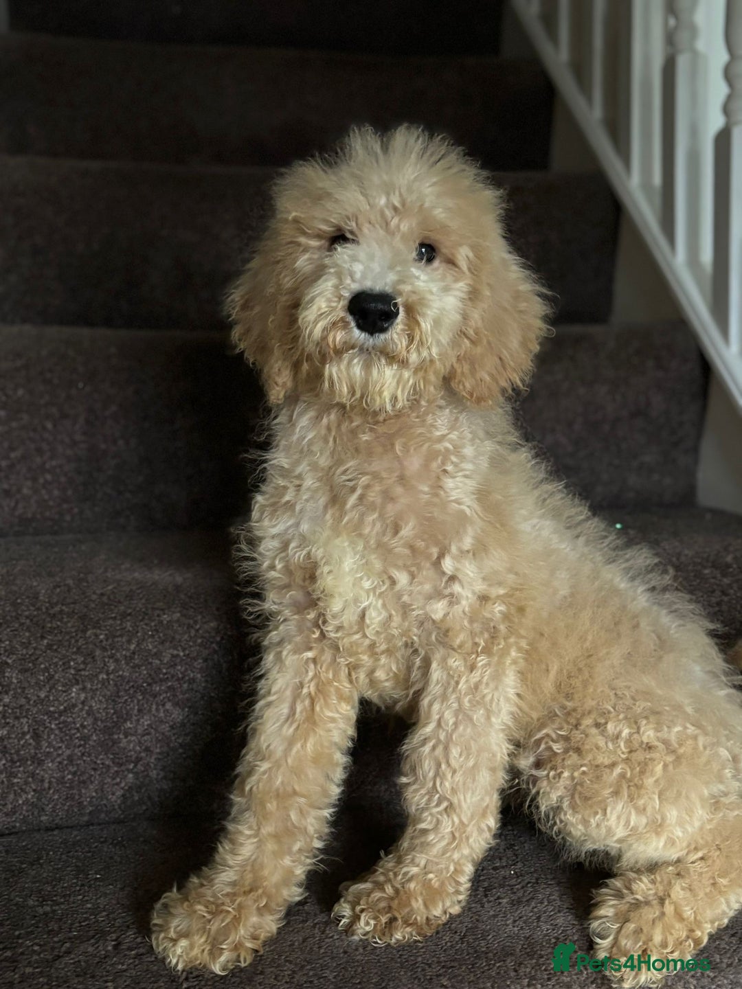 Bernedoodle dogs for sale: Ready Now Bernedoodle standard fluffy teddy bears - Advert 9
