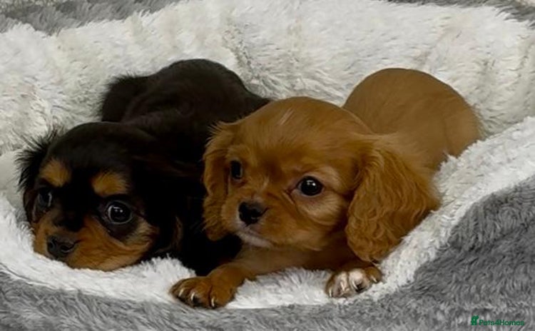 Cavalier King Charles Spaniel dogs - Advert 2