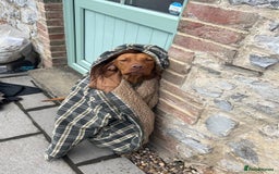 Hungarian Vizsla dogs for sale: Bela is Expecting! Hungarian Vizsla Puppies - Image 8