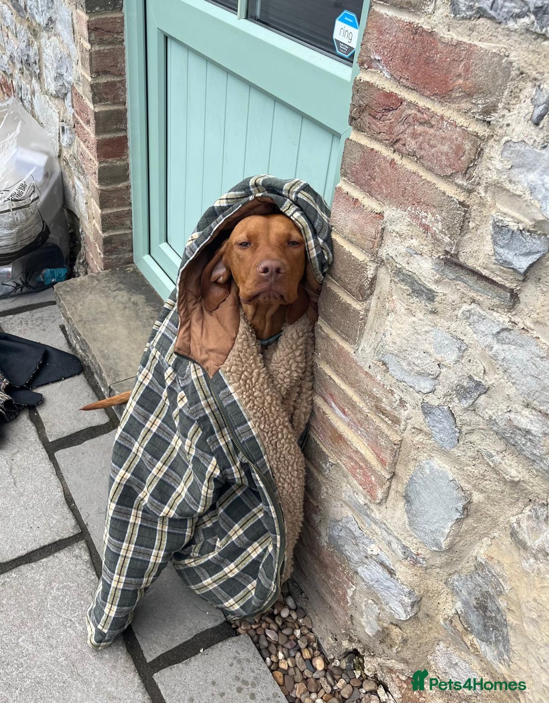 Hungarian Vizsla dogs for sale: Bela is Expecting! Hungarian Vizsla Puppies - Image 8