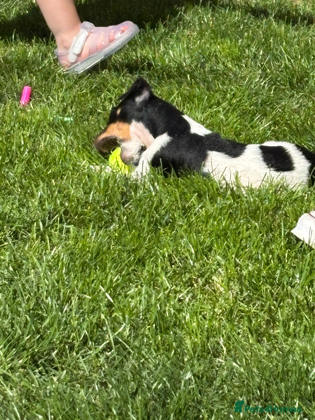 Jack Russell dogs for sale: FEMALE JACK RUSSELL - Image 2