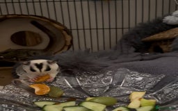 Sugar Glider rodents for sale: Two Female Sugar Gliders with Full Setup - Image 6