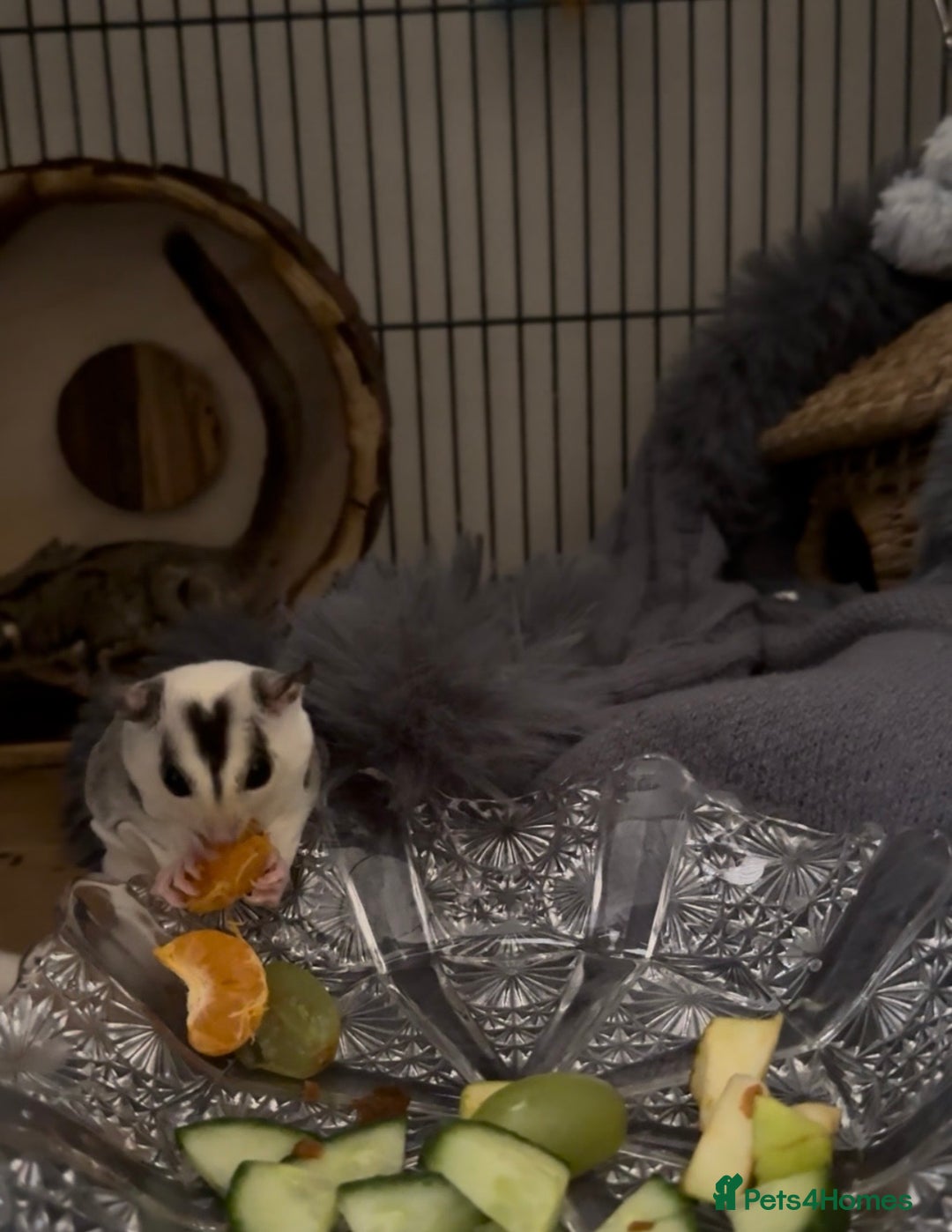 Sugar Glider rodents for sale: Two Female Sugar Gliders with Full Setup - Image 6