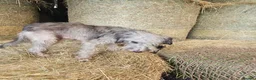 Mixed Breed dogs for sale: Bedlington whippet greyhound  - Advert 15