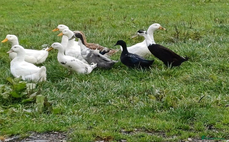 Ducks poultry - Advert 15
