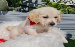 Golden Retriever dogs for sale: Stunning Golden Retriever puppies  - Image 27