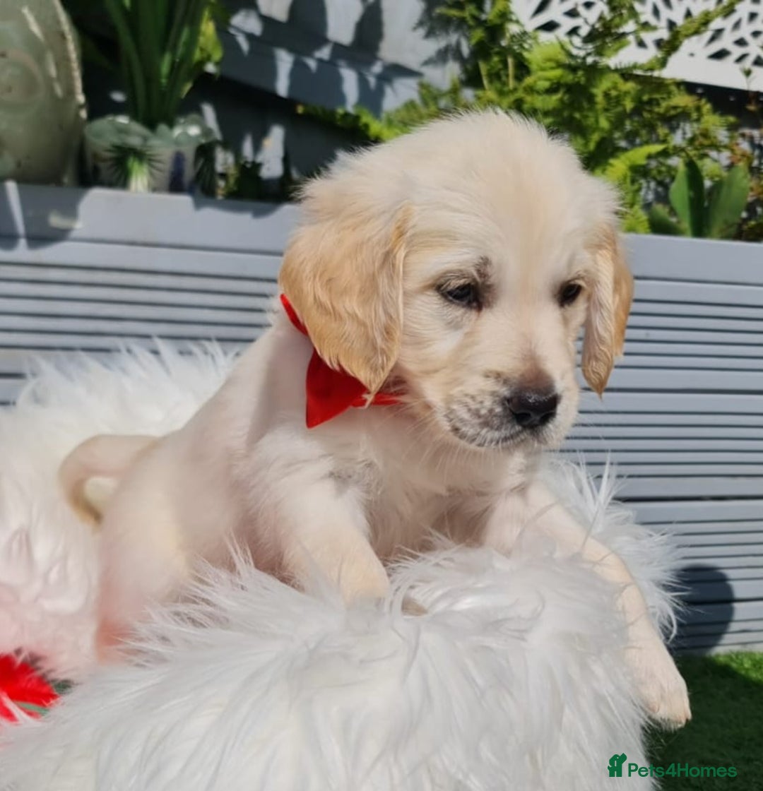 Golden Retriever dogs for sale: Stunning Golden Retriever puppies  - Image 27