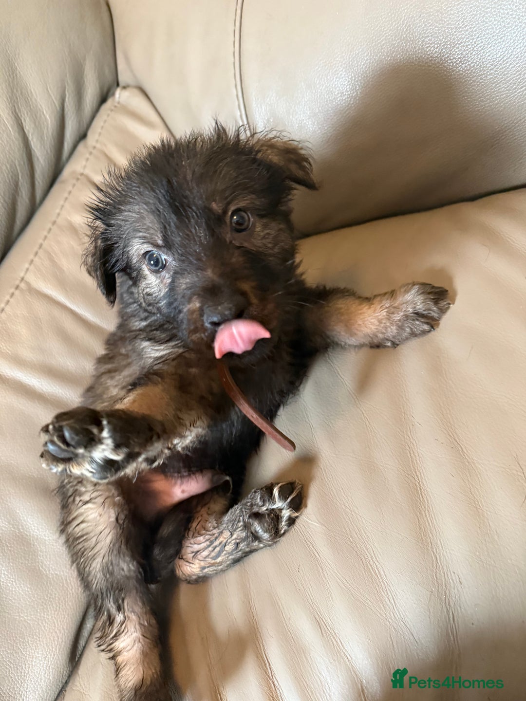 Mixed Breed dogs for sale: German shepherd x Belgian Malinois - Image 10