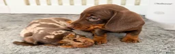 Miniature Dachshund dogs for sale: miniature dashhounds kc registered  - Advert 13