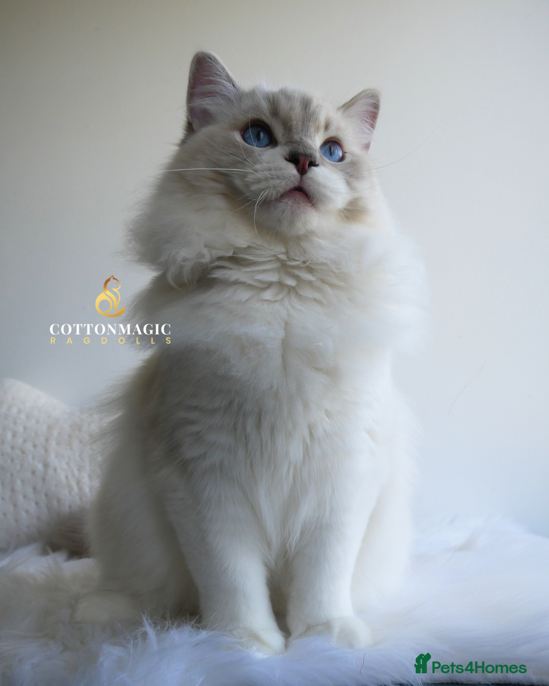 Ragdoll cats Blue Lynx Bicolor Ragdoll Male Kitten 7 Month old - Advert 1