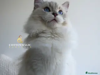 Ragdoll cats for sale: Blue Lynx Bicolor Ragdoll Male Kitten 7 Month old - Advert 1