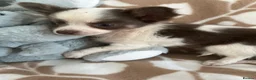 Chihuahua dogs for sale: Chihuahua puppies - Advert 3