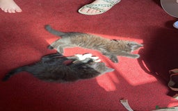 Mixed Breed cats for sale: Beautiful kittens  - Image 9