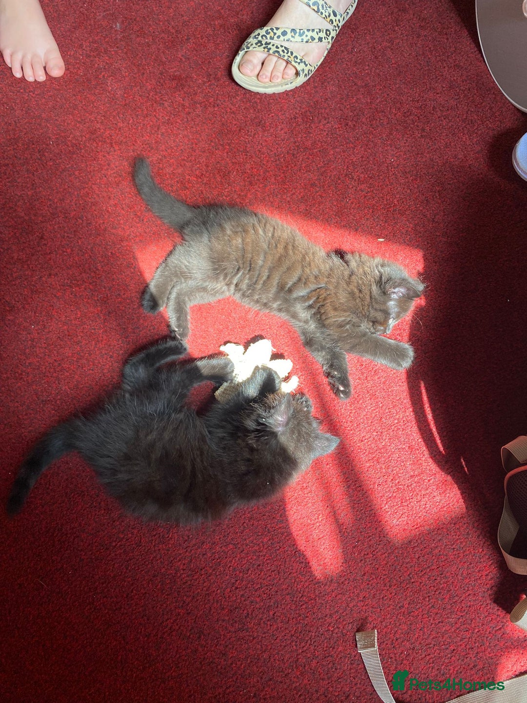 Mixed Breed cats for sale: Beautiful kittens  - Image 9