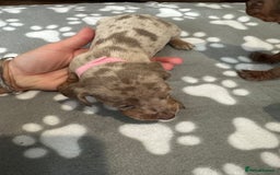 Dachshund dogs for sale: Beautiful dachshund pups  - Image 9