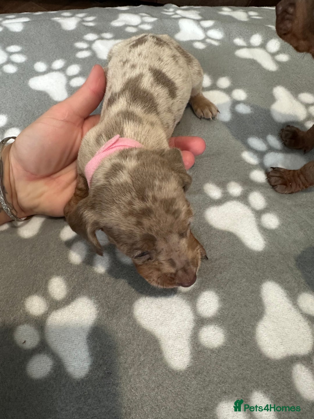 Dachshund dogs for sale: Beautiful dachshund pups  - Image 9