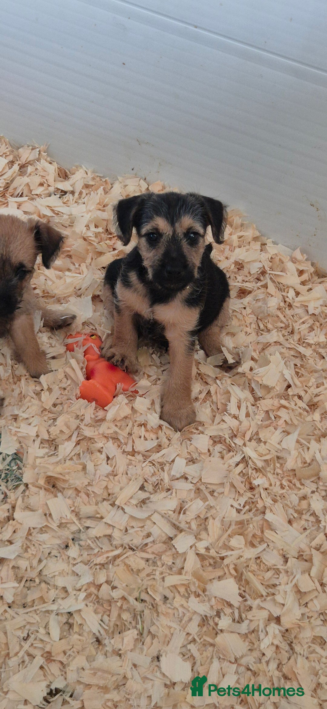 Patterdale Terrier dogs for sale: Patterdale x lakeland pups  - Image 3