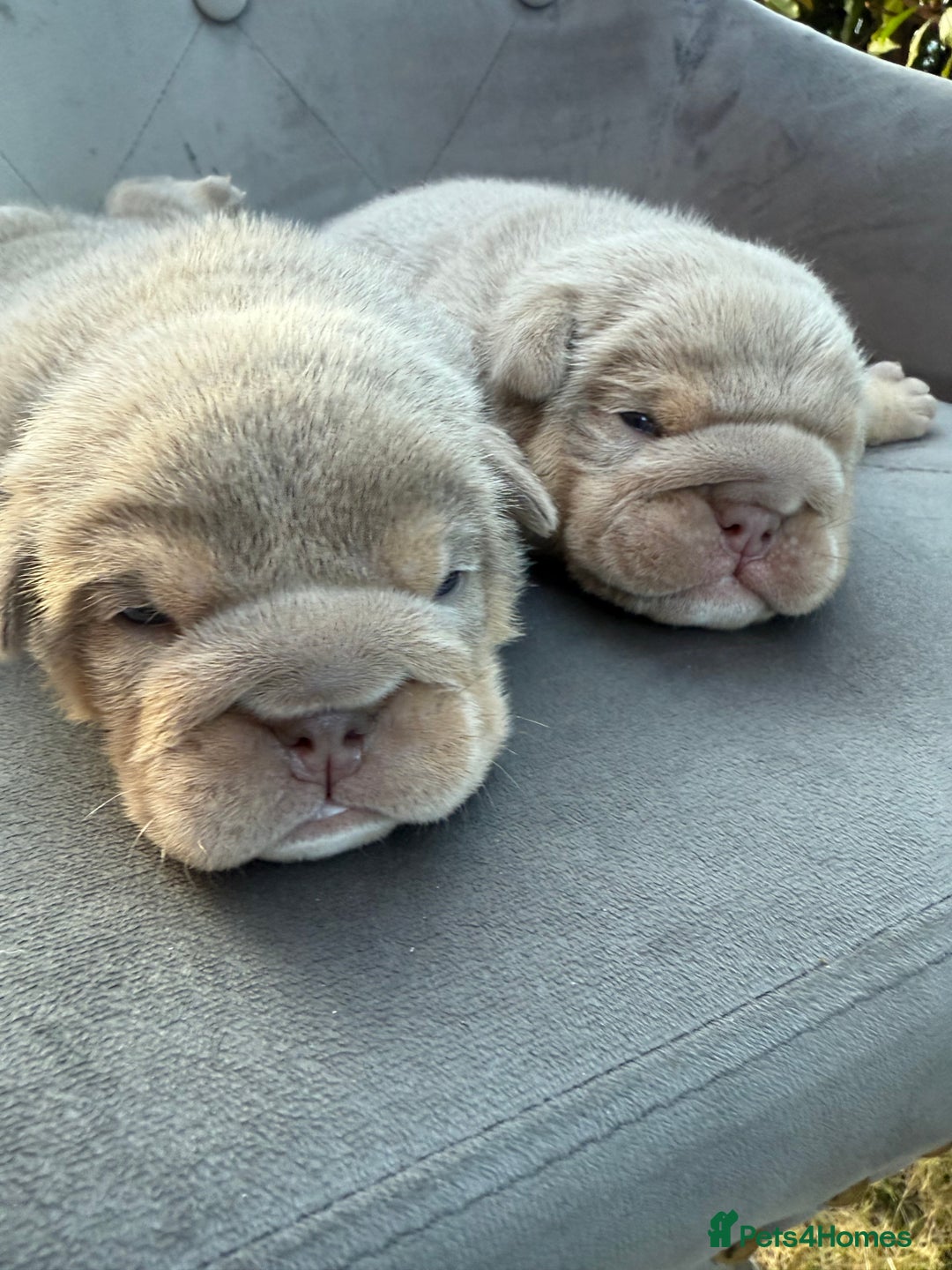 English Bulldog dogs for sale: KC Quality English Bulldogs  - Image 24