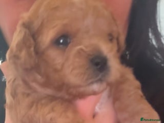 Cavapoochon dogs Cavapoochons for sale - Advert 14