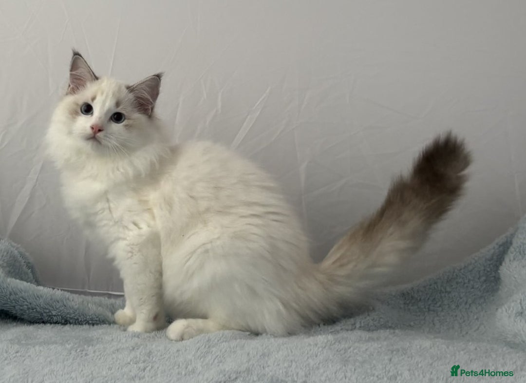 Ragdoll cats for sale: Playful Pedigree Ragdoll Kittens Available - Image 20
