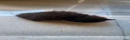 British Longhair cats for sale: Gorgeous baby girl ready NOW for a new home💕 - Advert 12