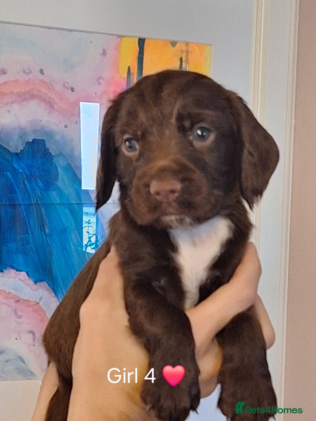 Sprocker dogs for sale: Beautiful Sprocker Spaniel Puppies  - Image 16