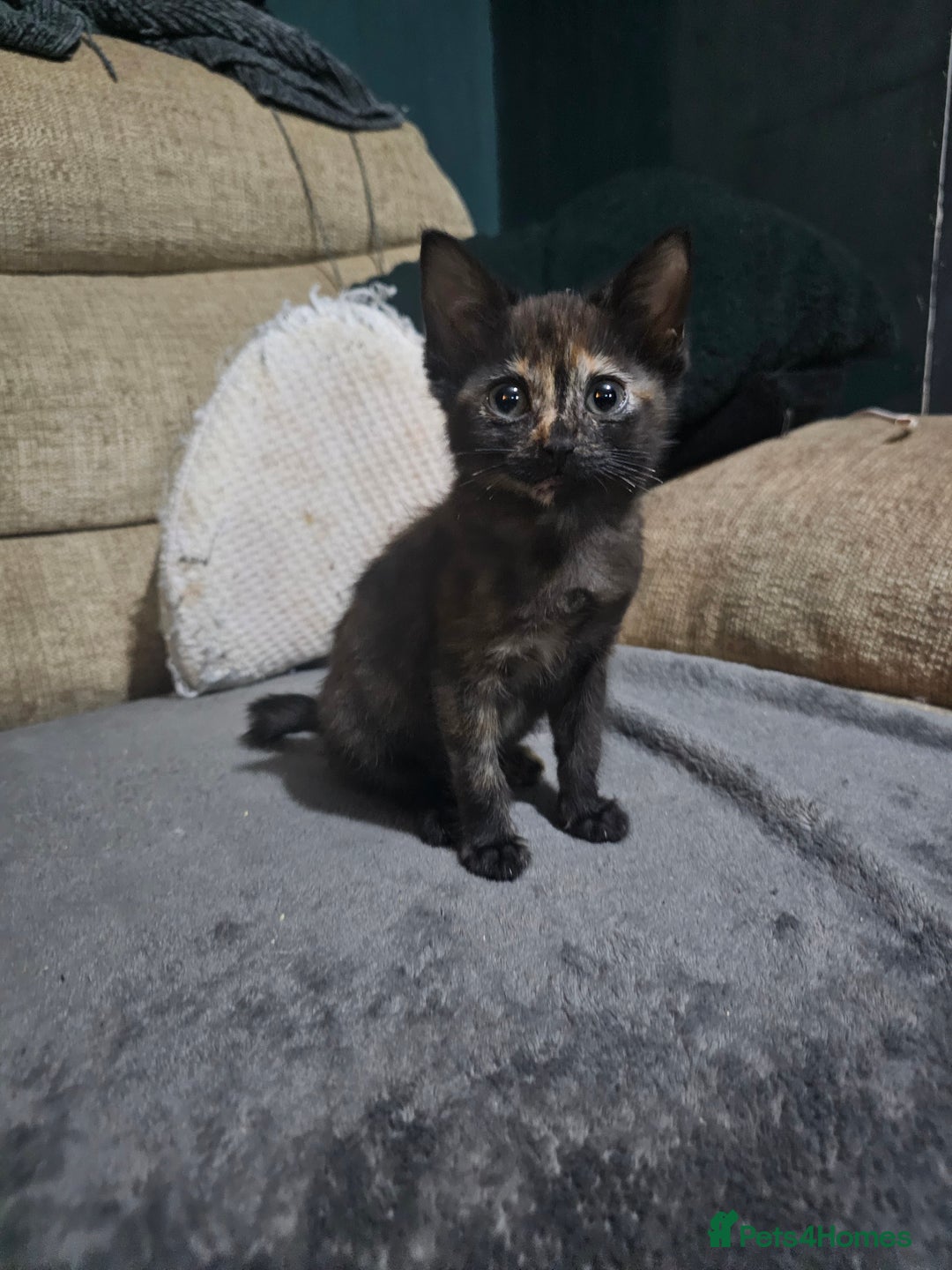 Mixed Breed cats for sale: Adorable kittens for sale - Advert 12