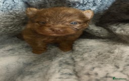 Pomeranian dogs for sale: Very adorable Pomeranian Puppies - Image 25