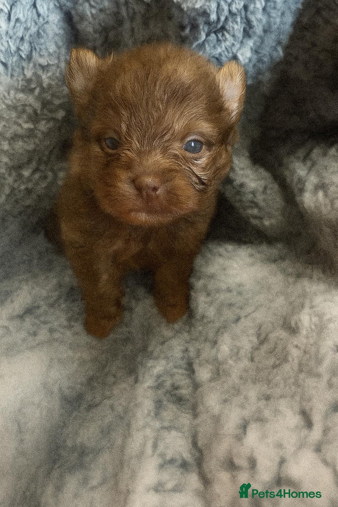 Pomeranian dogs for sale: Very adorable Pomeranian Puppies - Image 25