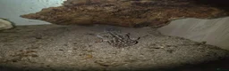 Gecko reptiles for sale: Leapord gecko in Wisbech - Advert 3