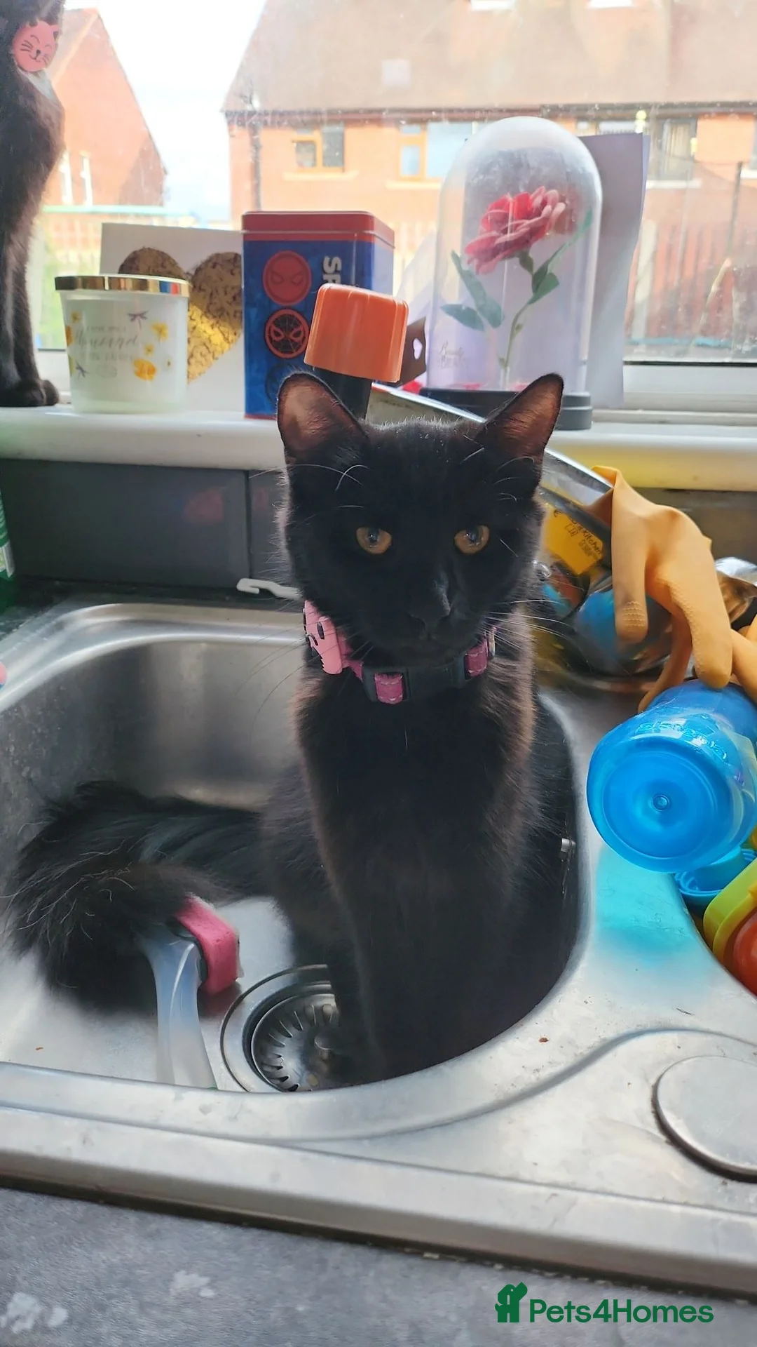Norwegian Forest Cat cats for sale: Meet Mavis♡ - Advert 6