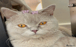 British Shorthair cats for sale: Gorgeous British Shorthair Kittens - Image 3