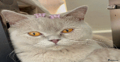 British Shorthair cats - Advert 6
