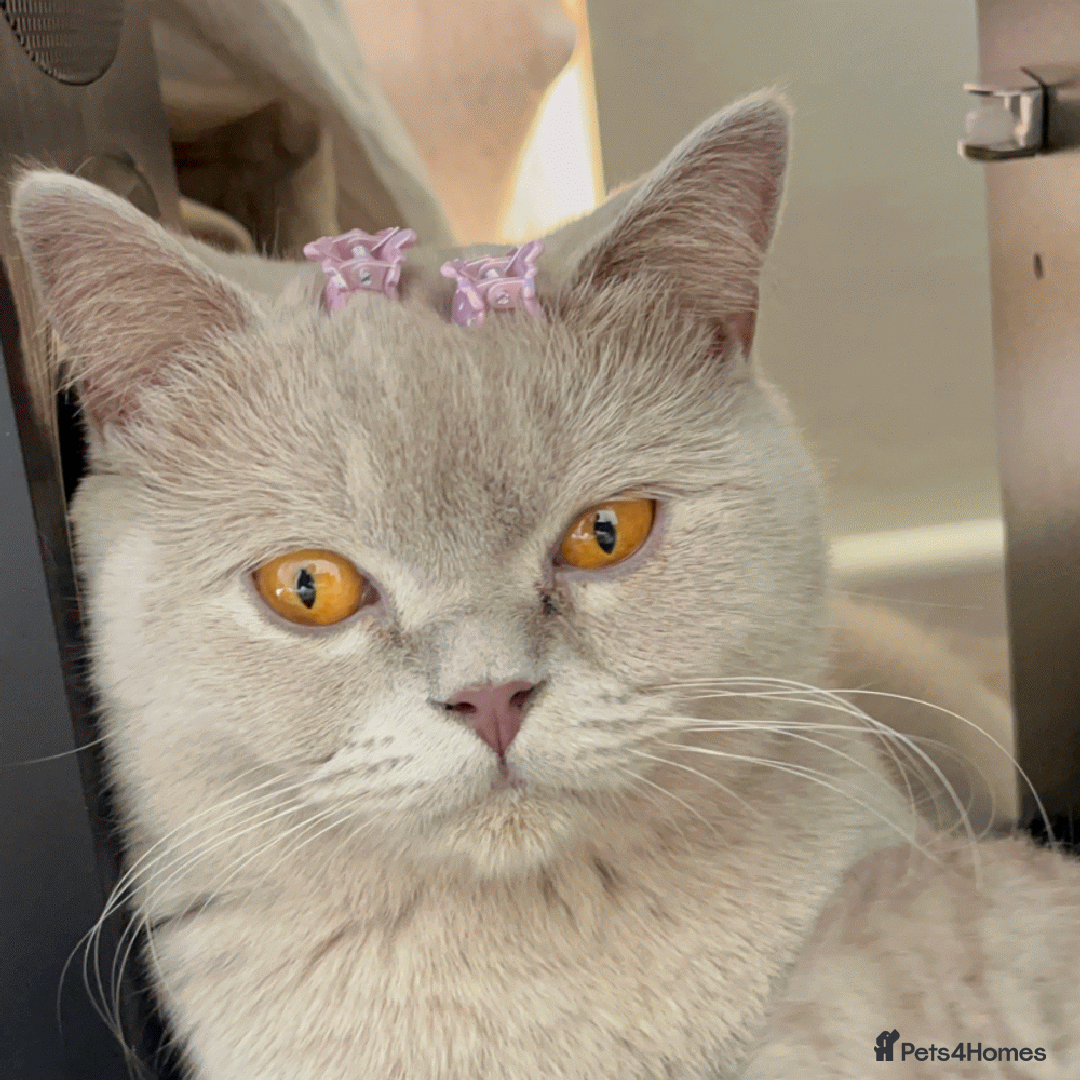 British Shorthair cats for sale: Gorgeous British Shorthair Kittens - Image 3